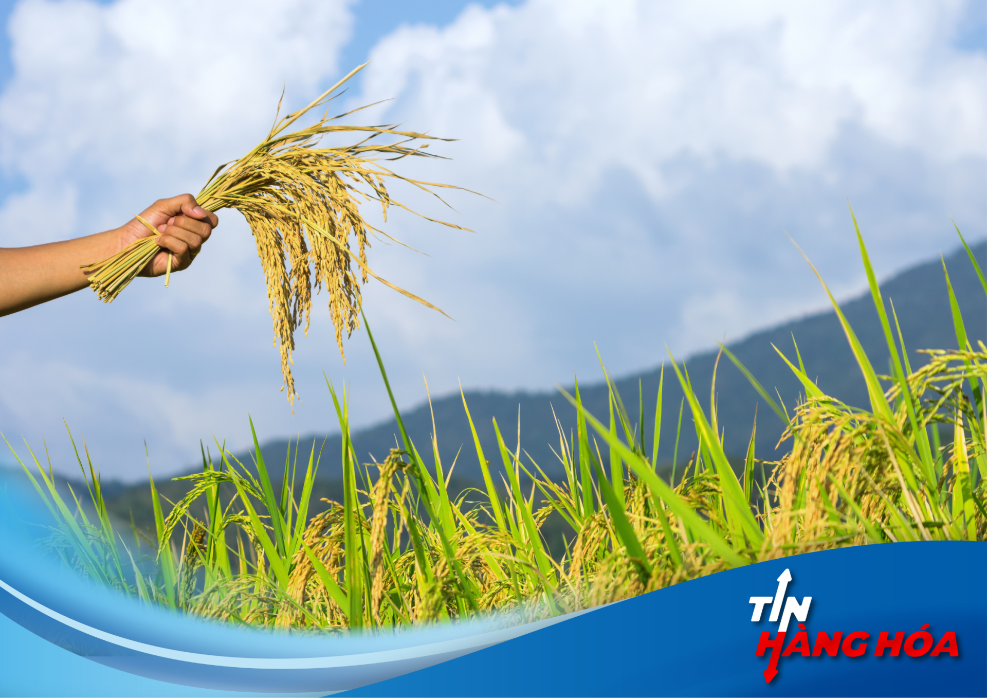  Khi m&ugrave;a h&egrave; oi ả t&agrave;n ph&aacute; m&ugrave;a m&agrave;ng, Nhật Bản đặt niềm tin v&agrave;o giống l&uacute;a chịu nhiệt